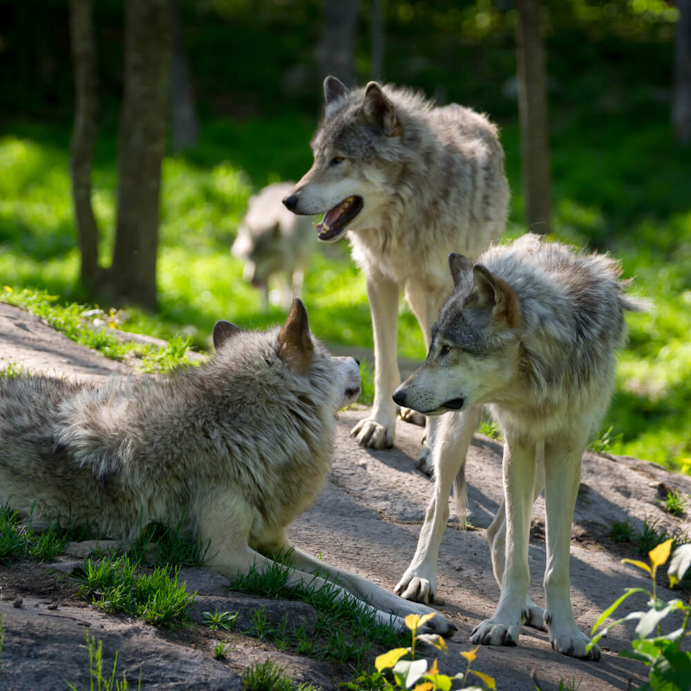 Wolves at Yellowstone National Park